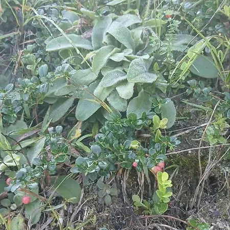 тиша Nyaraló Verhnyij Jaszenyiv